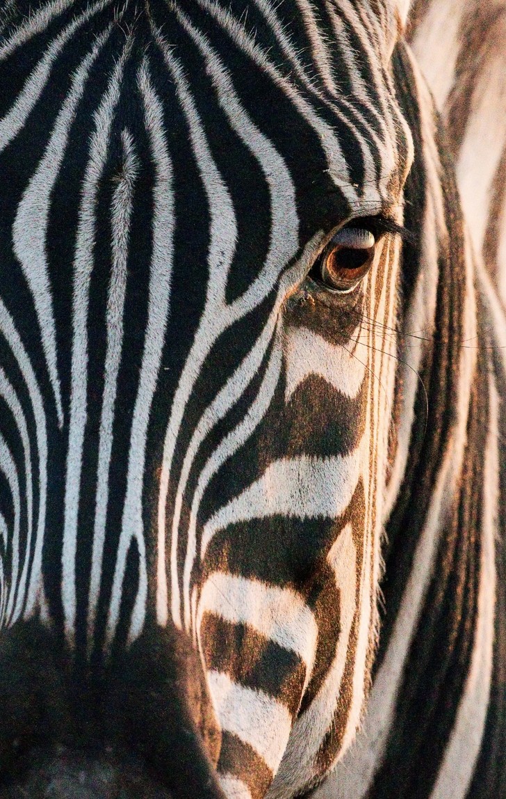 00-zebra.jpg