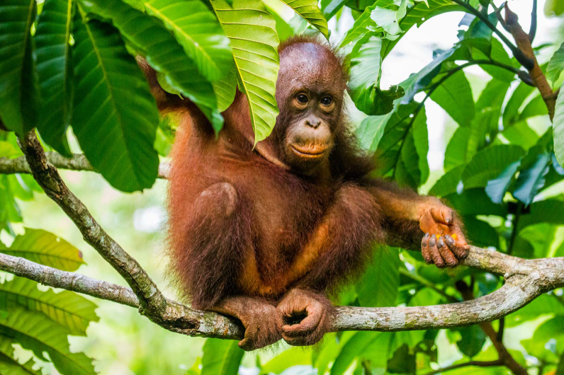 Bornean Orangutan.png