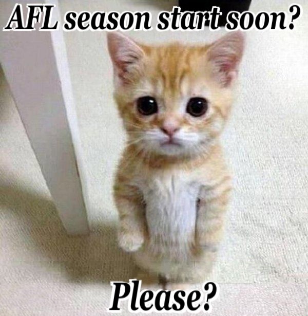 concerned kitten - AFL start.jpg