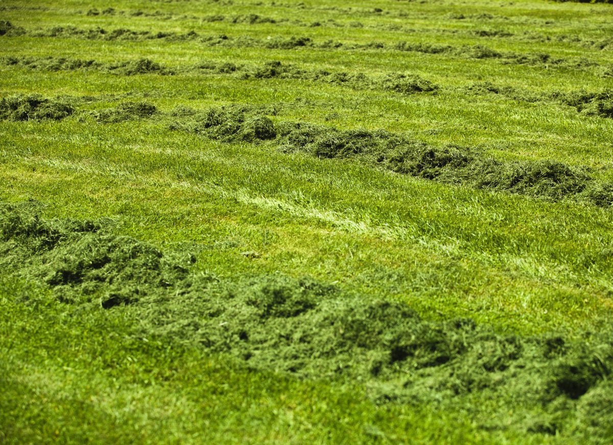 grass_clippings_as_mulch.jpg