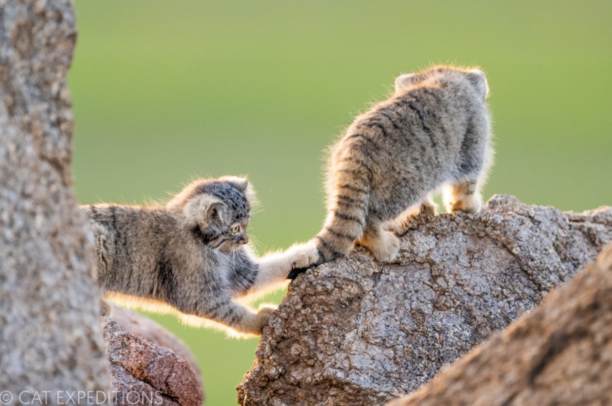 mammalwatching_com_wp-content_uploads_2023_02_Cat-Expeditions-Manul-of-Mongolia-Photo-Tour-202...png