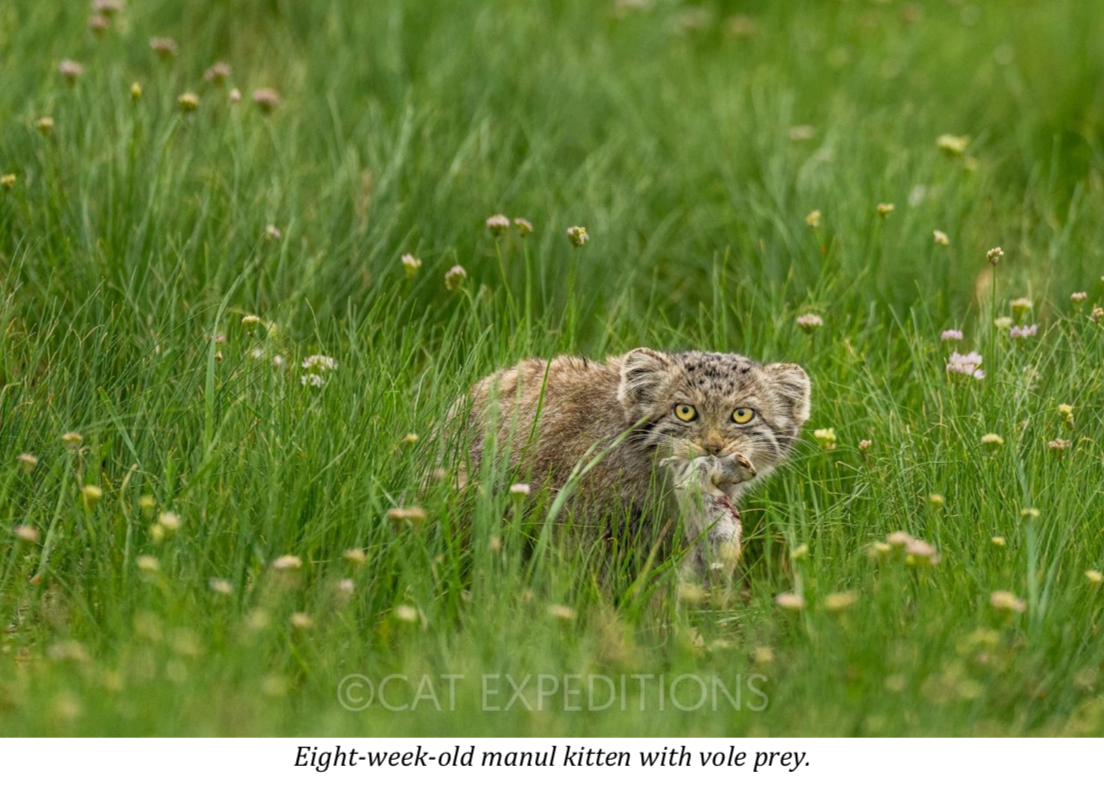 mammalwatching_com_wp-content_uploads_2023_10_Cat-Expeditions-Manul-of-Mongolia-Photo-Tour-202...png