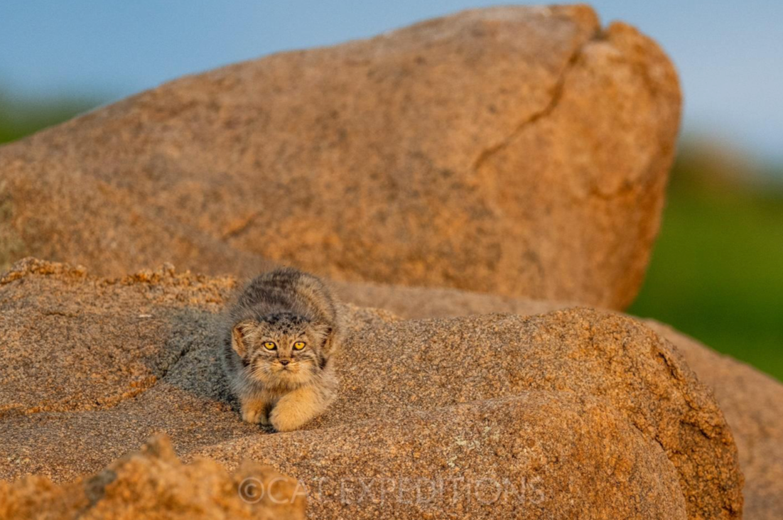 mammalwatching_com_wp-content_uploads_2023_10_Cat-Expeditions-Manul-of-Mongolia-Photo-Tour-202...png