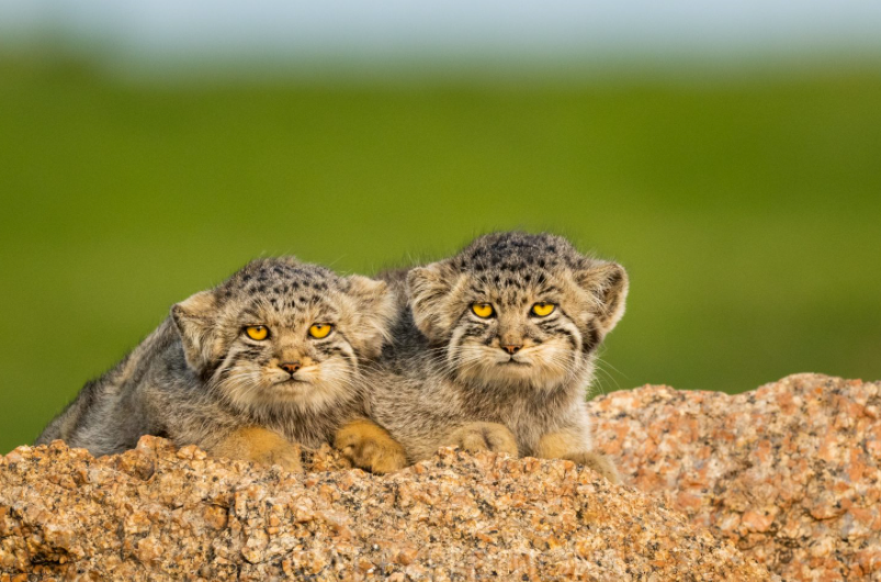 Manul_–_Mammal_Watching.png