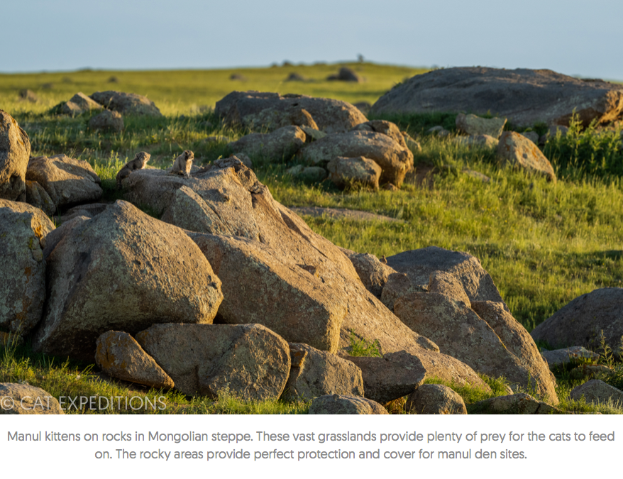 Manul___Cat_Expeditions___Ethical_Wild_Cat_Photo_Tours2.png