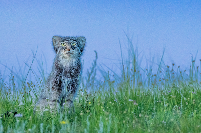 Manul_of_Mongolia_Photo_Tour___Cat_Expeditions___Ethical_Wild_Cat_Photo_Tours.png