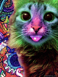 Psychedelic Cat - Tongue.gif