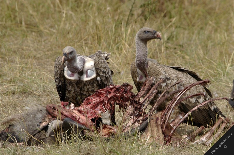 vultures-eating-bones.jpg