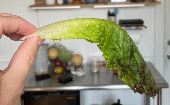 wet lettuce.jpg