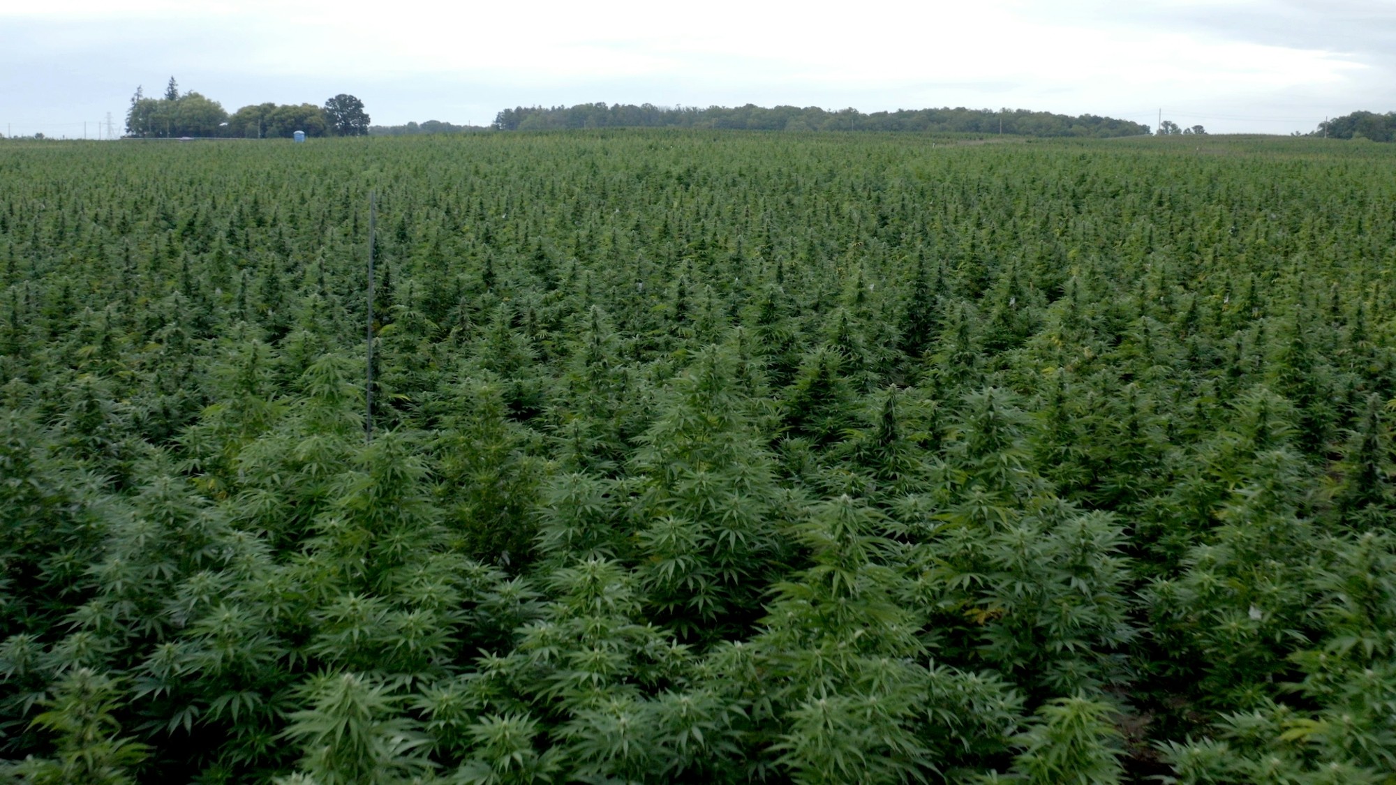 What-A-100-Acre-Cannabis-Farm-Looks-Like.jpg