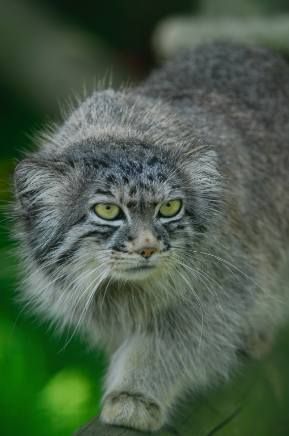 WhfPallasCat_JPG_2_592×3_872_pixels.png