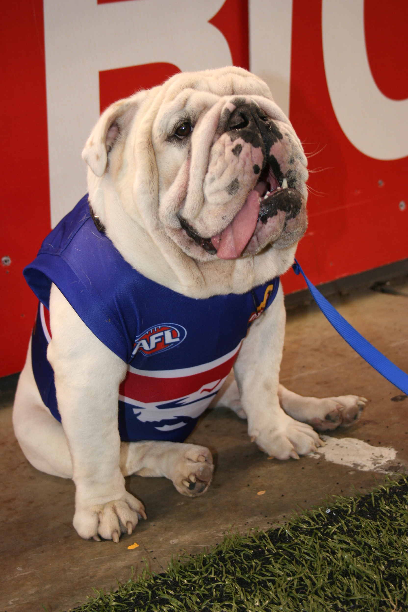 Western_Bulldogs_real_life_mascot.jpg