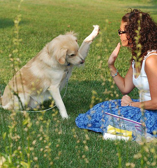 dog-high-five.jpg