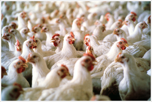 poultry-farm.jpg