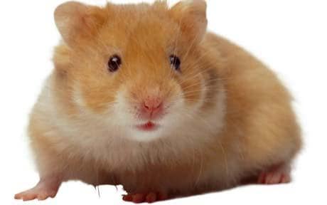 Hamster_1293095c.jpg