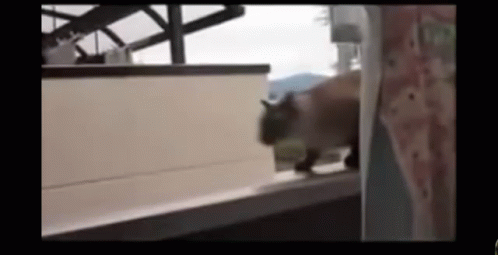 cat-jump.gif
