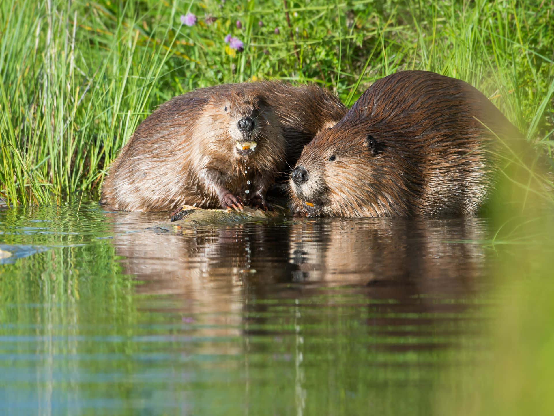 ANGRY_BEAVERS.bmp.jpg