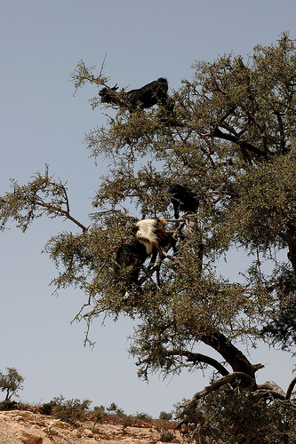 goat-grazing-argan-tree.jpg