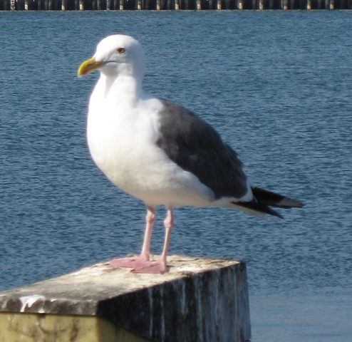 seagull.jpg