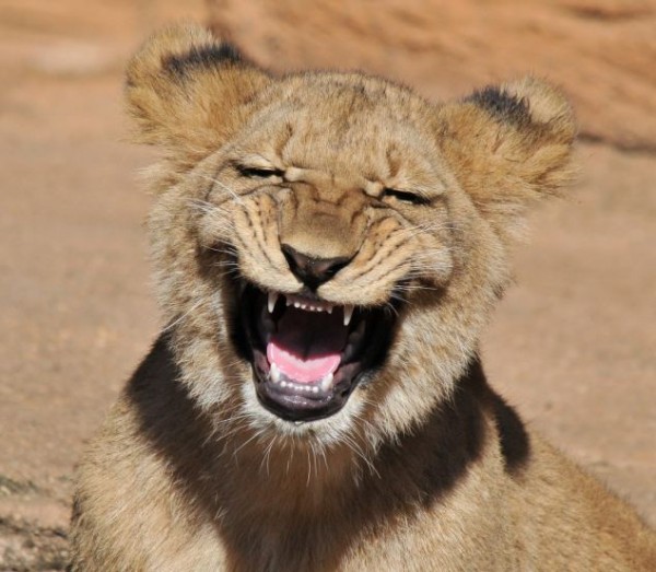 smiling-lion-20796.jpeg