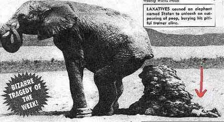 elephant_laxatives.jpg