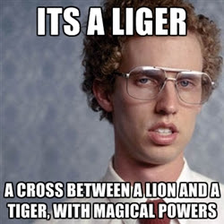 liger.jpg