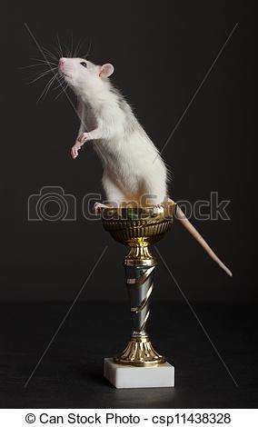 rat-is-on-golden-cup-stock-photo_csp11438328.jpg