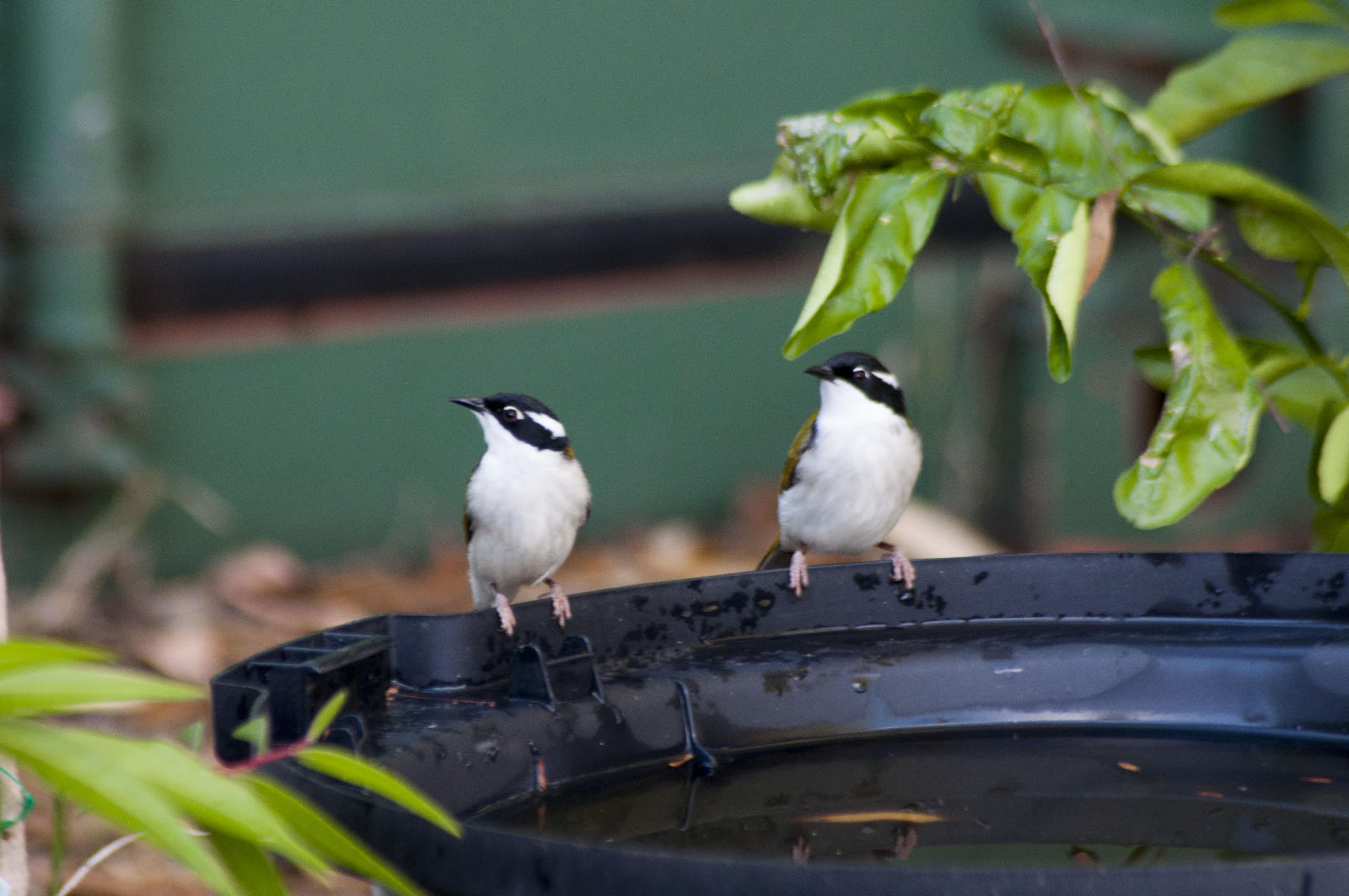 White-throated-Honeyeaters.jpg