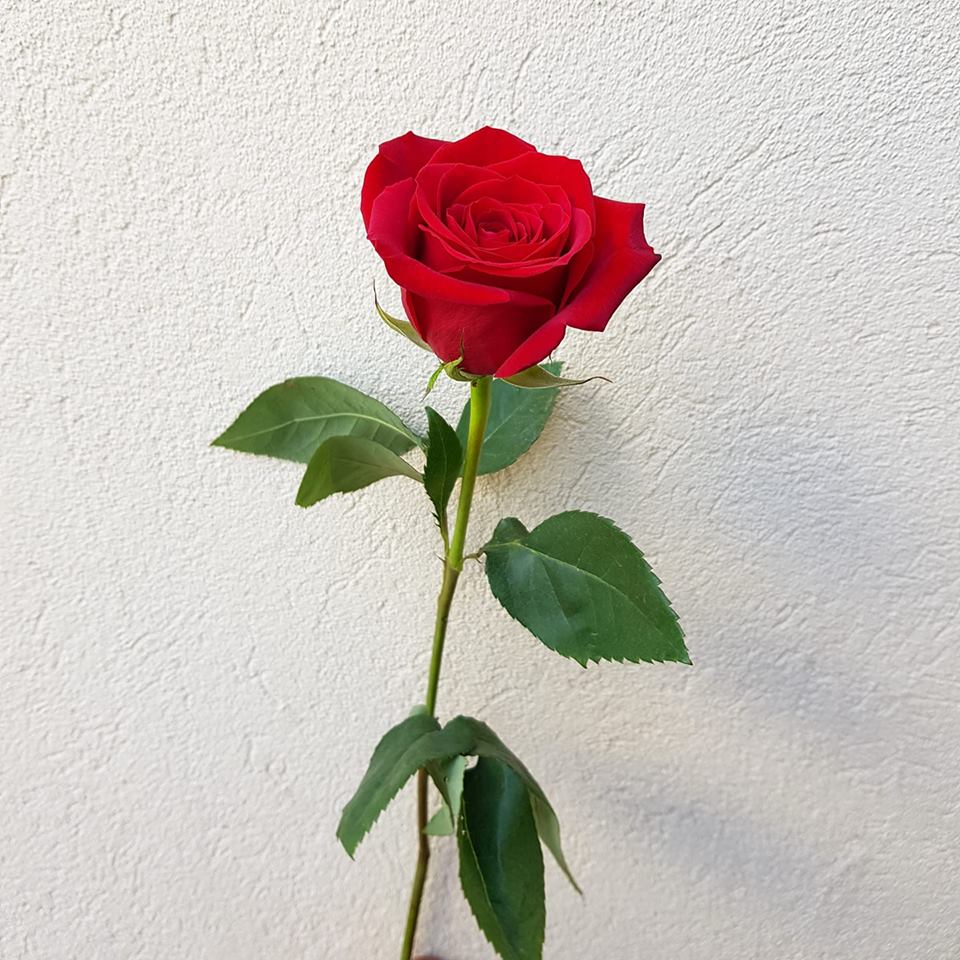 single-rose.jpg