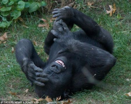 gorilla-having-belly-laugh.jpg