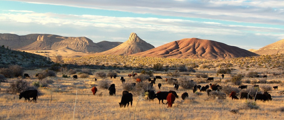 940x399xcircle_ranch_west_texas_cattle_feature.jpg.pagespeed.ic.NHvkKNA-bK.jpg