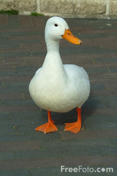 01_08_52---Duck_web.jpg