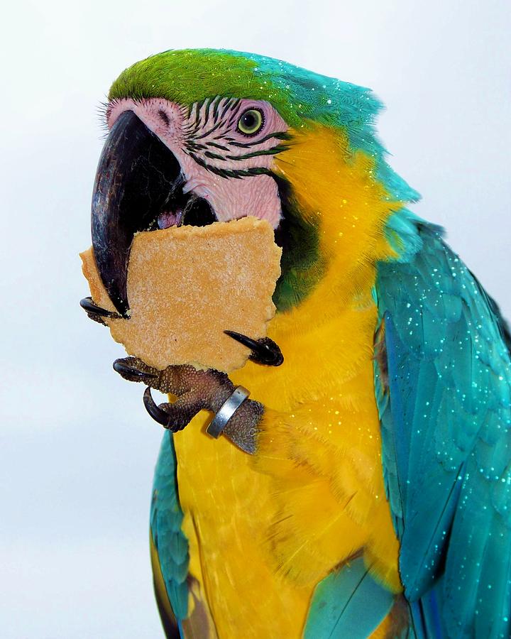 polly-wanna-cracker-karen-wiles.jpg