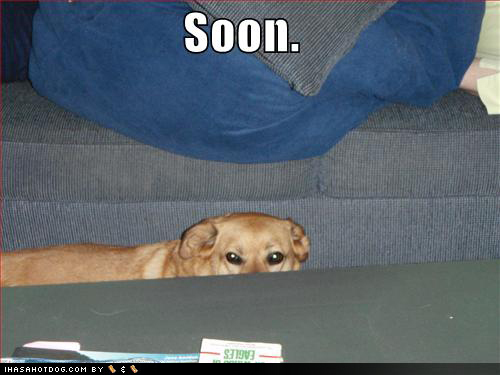 soon-dog.jpg