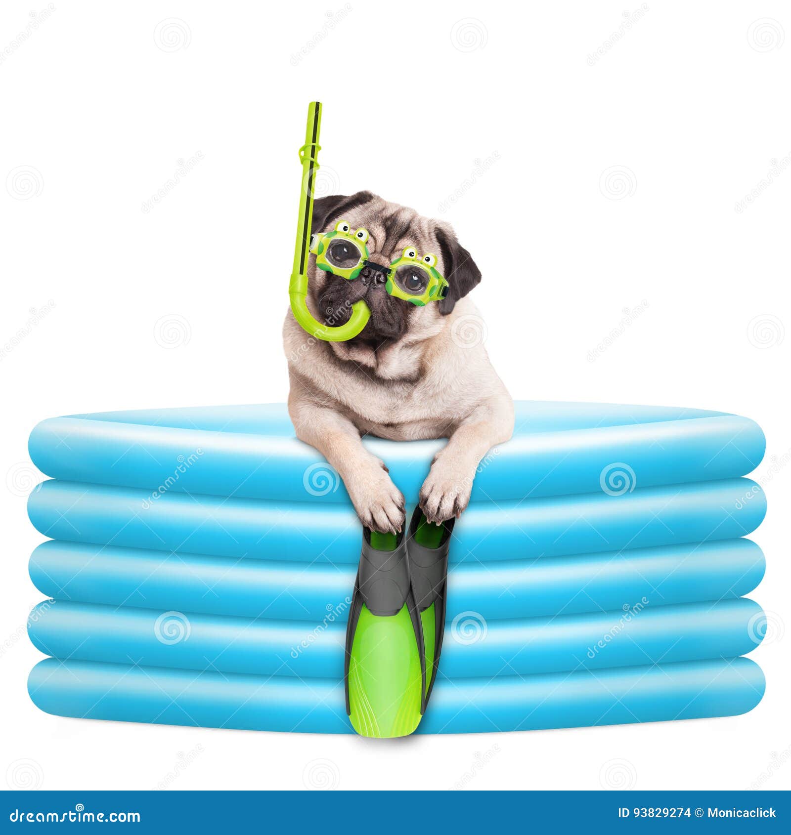 funny-summerly-pug-dog-goggles-snorkel-flippers-inflatable-pool-isolated-white-background-93829274.jpg