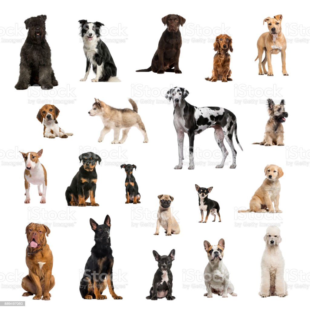 large-collection-of-dogs-in-different-position.jpg