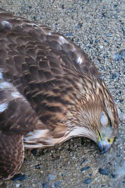 20090204220619_dead_hawk.jpg