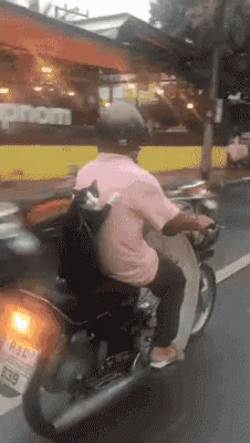 cat-motorcycle.gif