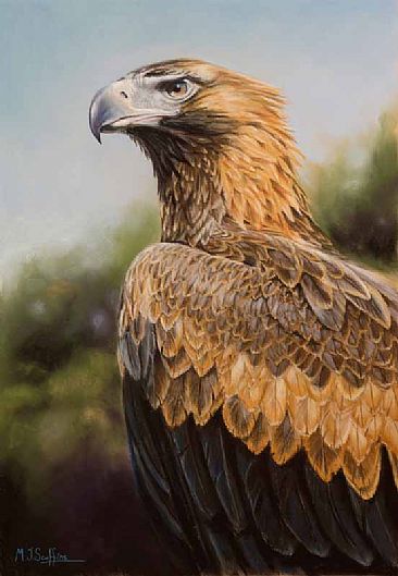 1136_Wedge_tailed_Eagle_small_file.jpg