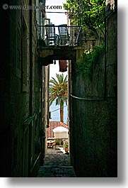 narrow-view-of-palm_tree.jpg