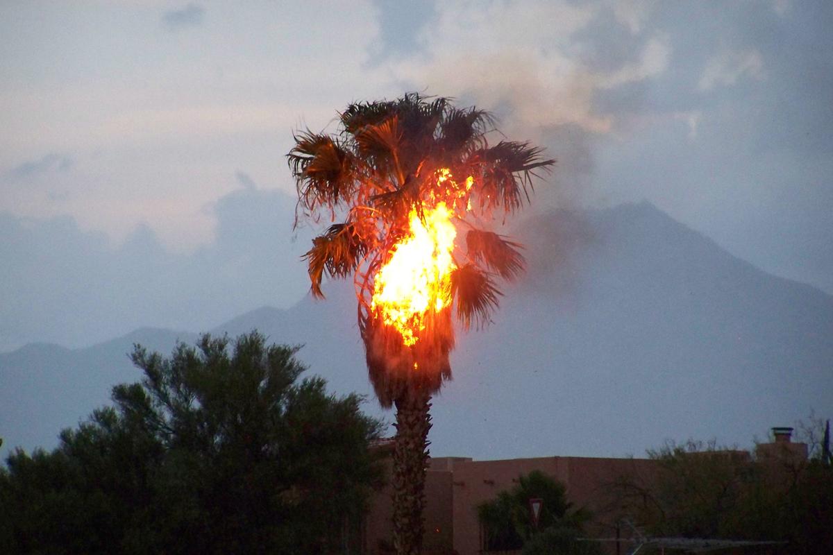 palm-tree-fire.jpg