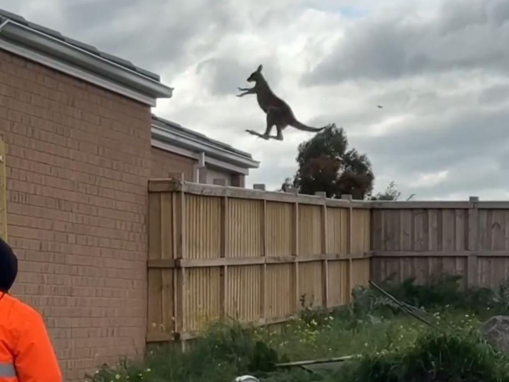 The roo got some serious airtime. Picture: Instagram/xuebsy