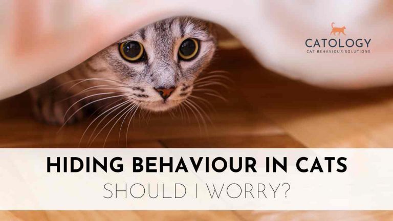 cat-hiding-behaviour-768x432.jpg