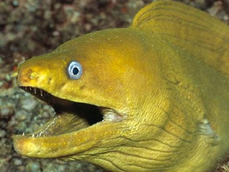 Laughing-Eel-730x547.jpg