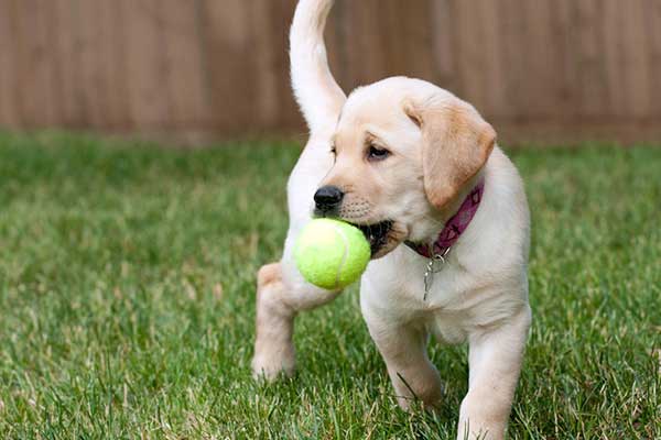 puppy-lab_shutterstock_80694064.jpg