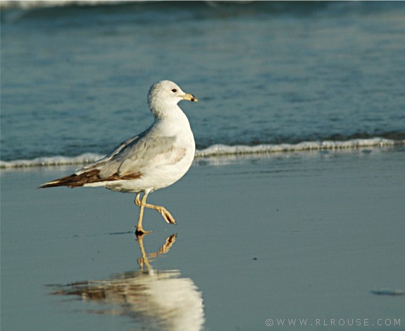 myrtle-beach-seagull.jpg