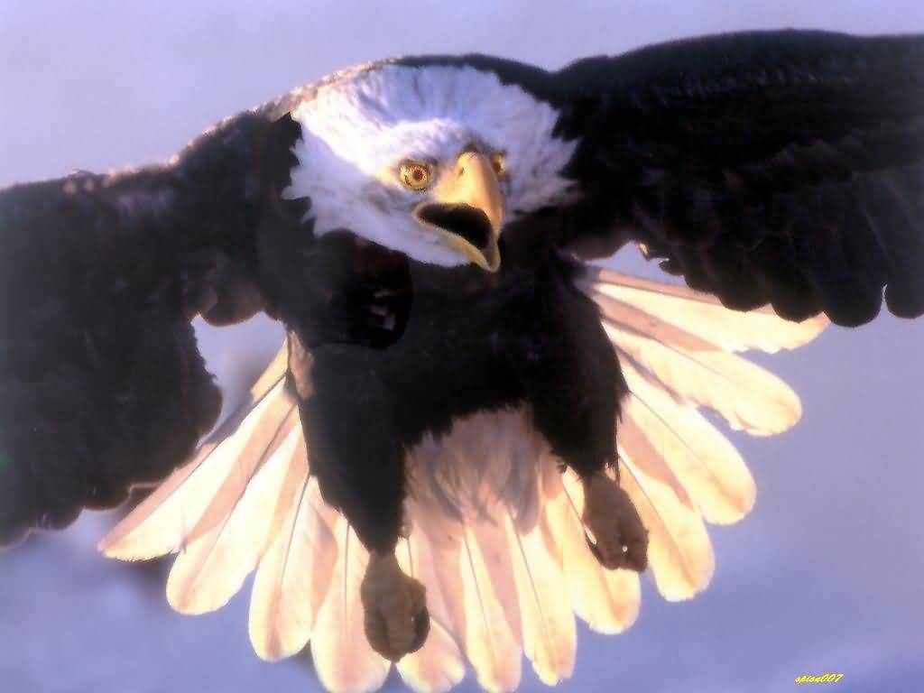 Bald-Eagle2-1024x768.jpg