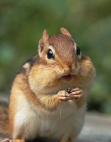 chipmunk4.jpg