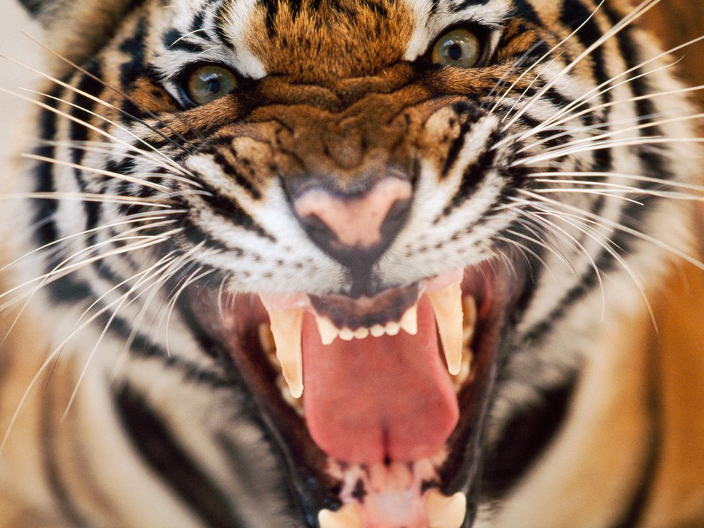 tiger-face-snarl-hiss-close-up_20246_990x742.jpg