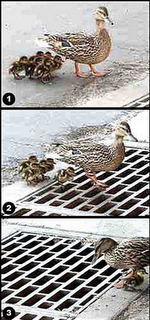 Ducklings+Fall+Down+Storm+Drain.png